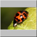 Harmonia axyridis - Asiatischer Marienkaefer 50b.jpg
